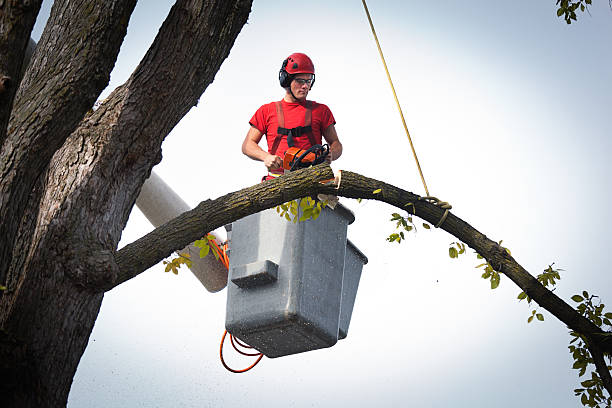 Best Tree Trimming and Pruning  in North Westport, MA