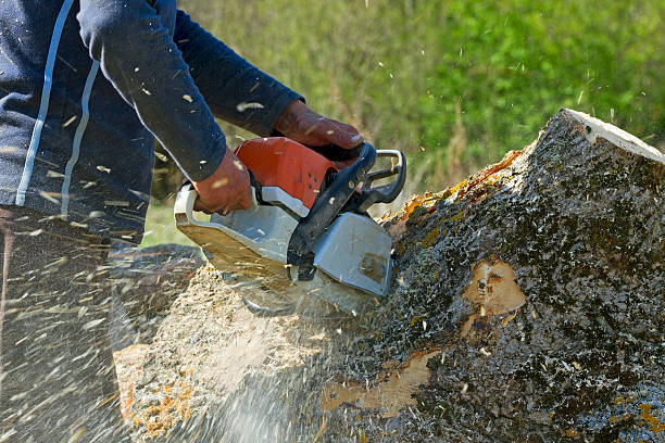 How Our Tree Care Process Works  in  North Westport, MA